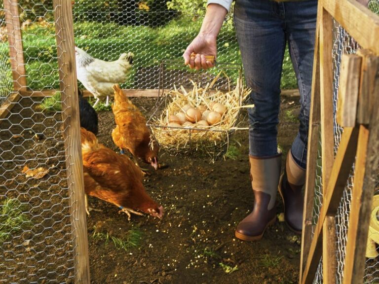 20220524_170939_poules-36credit-gamm-vert